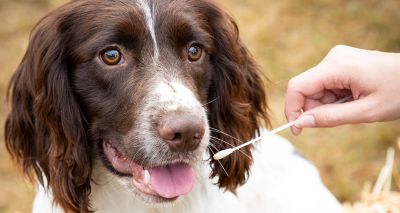 Kennel Club launches new DNA tests