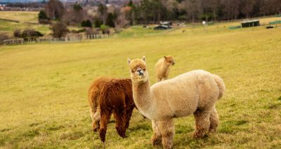 Government backs bill to update livestock worrying legislation